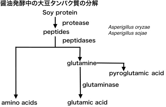 醤油発酵中の大豆タンパク質の分解