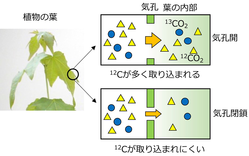 【図1】葉の内部への炭素安定同位体12Cの取り込まれ方は、気孔が開いているときと閉じているときで異なる。木本植物の生理生態（2020）を改変。