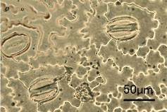adiantum.jpg