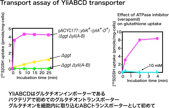 Transport assay of YliABCD transporter