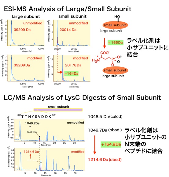 ESI-MS analysis of large/small subunit and LC/MS analysis of LysC digests od small subunit