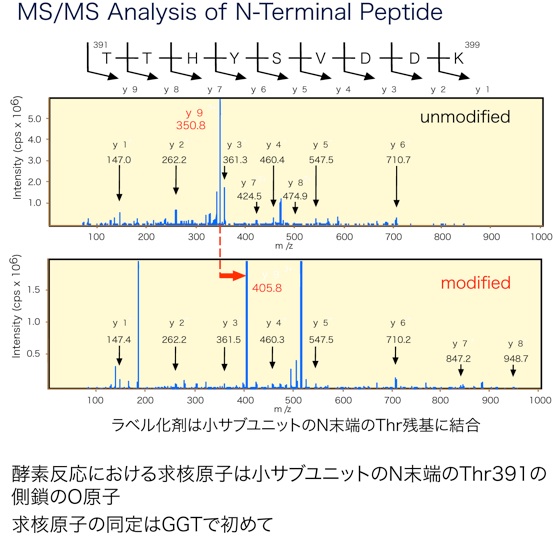 MS/MS analysis of N-terminal peptide