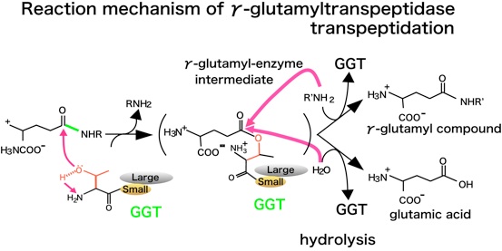 Reaction mechansm of γ-glutamyltranspeptidase transpeptidation