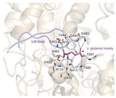 γ-グルタミル酵素中間体の活性中心付近