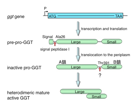GGTの自己触媒的プロセシング機構の解明