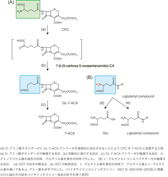 セファロスポリン系抗生物質の化学合成経路