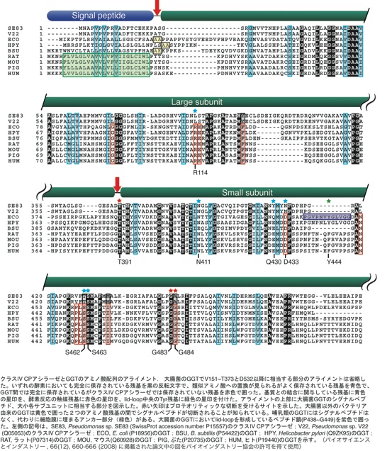 クラスⅣ　CPアシラーゼとGGTのアミノ酸配列のアラインメント