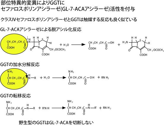 セファロスポリンアシラーゼとGGT