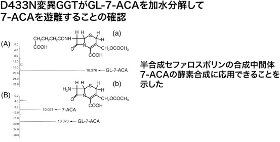 D433N変異GGTがGL-7-ACAを加水分解して7-ACAを遊離することの確認