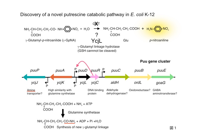 大腸菌における新規プトレッシン代謝経路