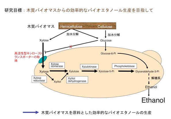 地球温暖化とバイオエタノール