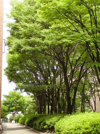 �����ѥ�