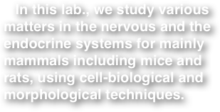    In this lab., we study various matters in the nervous and the endocrine systems for mainly mammals including mice and rats, using cell-biological and morphological techniques.