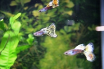 guppy