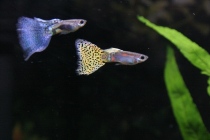 guppy2