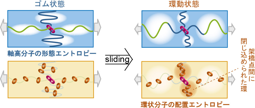 環動材料とエントロピー弾性の研究イメージ
